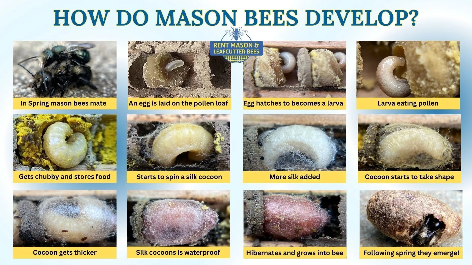 Diagram of how mason bees develop from egg to adult