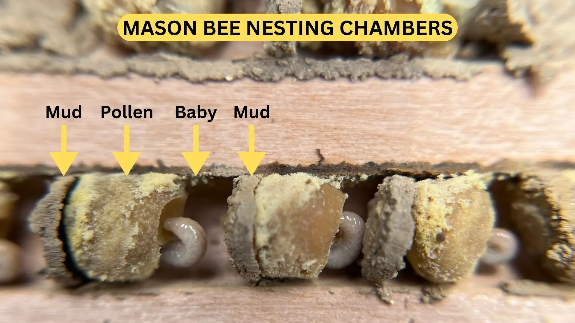 Mason bee nesting chambers labeled mud, pollen, baby, and mud